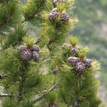 Zambru (Pinus cembra), vesnic verde, conifer ornamental