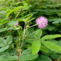 Minca Elena