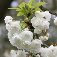 Ciuceanu Florica