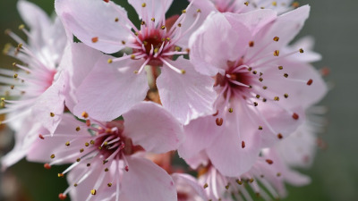 Florile de cireș – Darul primăverii pentru o piele frumoasă
