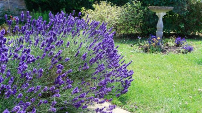 Totul despre Lavandă, planta cu parfum de vară