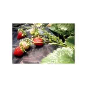 Folie antiburuieni, polipropilena, tesuta, neagra, 100 g/m2, 1.5x10 m - Img 4