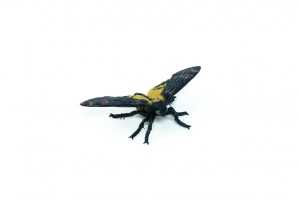 PAPO FIGURINA MOLIE - Img 1