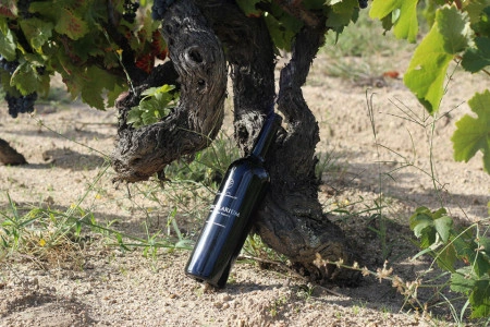 Vinho de Lagar Rupestre Tinto TORCULARIUM 75cl Quinta do Salvante - Img 3