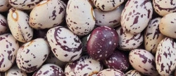 Feijão Riscado Redondo Trás-Os-Montes (preço por 500g)