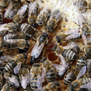 Mated Carpathian Bee Queens delivery everywhere in EU for sale