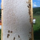 Pure RAW Natural Romanian Honey from Bees, no processing, no atibiotics, just Quality