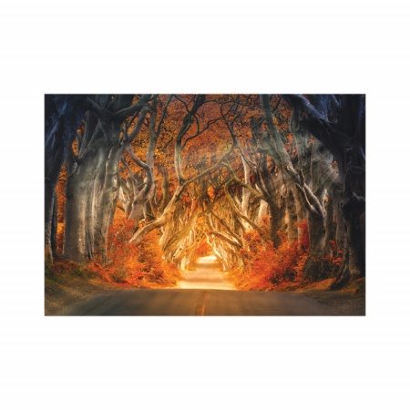 Foto tapet Fairytales trees - Img 2