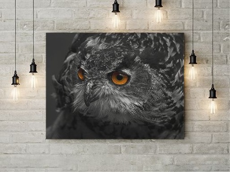 Tablou Canvas Black Owl - Img 3