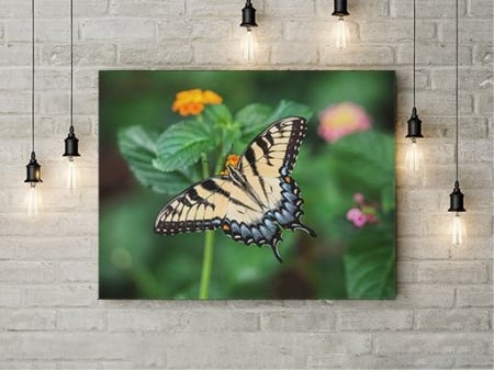 Tablou Canvas Pastel Butterfly - Img 2