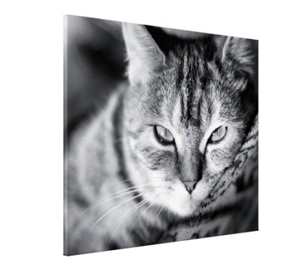 Tablou Canvas - Pisica - Img 3