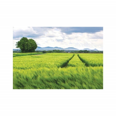 Foto tapet Fields in may - Img 2
