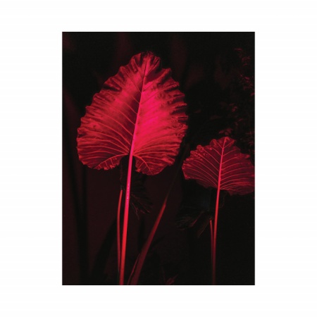 Tablou Office - Red Leaves - Img 2