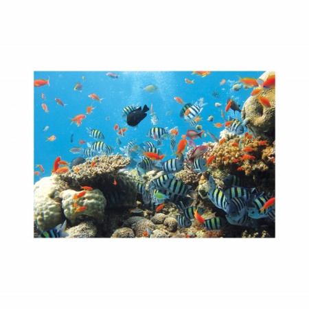 Foto tapet Aquarium - Img 3