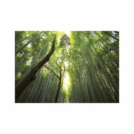 Foto tapet Tall trees - Img 2