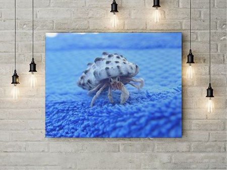 Tablou Canvas Crab - Img 3