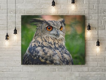 Tablou Canvas Grey Owl - Img 3