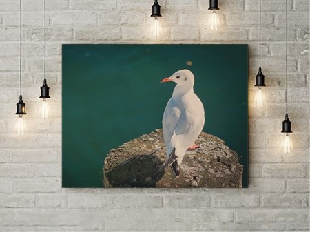 Tablou Canvas Pescarus Singuratic - Img 2