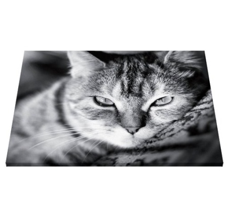 Tablou Canvas - Pisica - Img 5