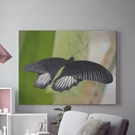 Tablou Canvas Fluture Negru