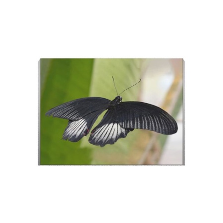Tablou Canvas Fluture Negru - Img 2