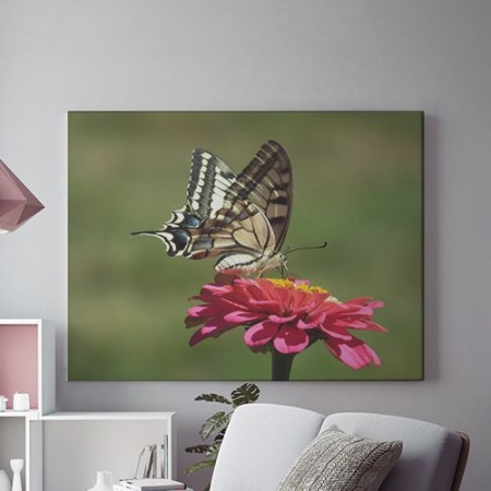 Tablou Canvas Fluture Pe Floare