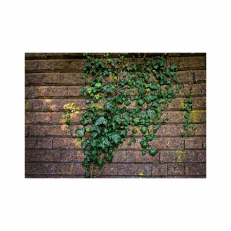 Foto tapet Ivy walls - Img 2