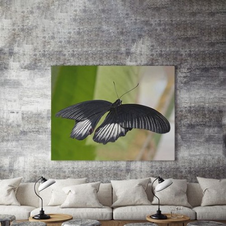 Tablou Canvas Fluture Negru - Img 4