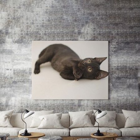 Tablou Canvas Little Black Cat - Img 4