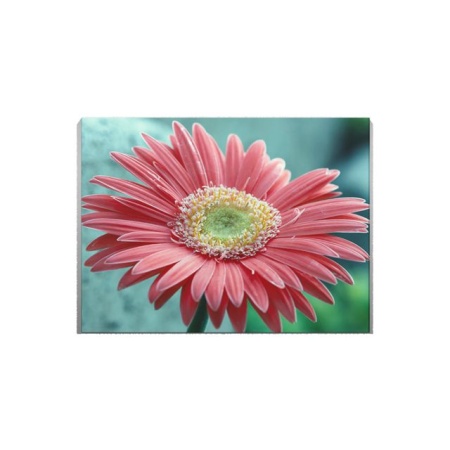 Tablou Canvas Gerbera - Img 2