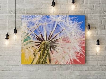 Tablou Canvas Dandelion Close-up - Img 3