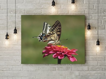 Tablou Canvas Fluture Pe Floare - Img 3