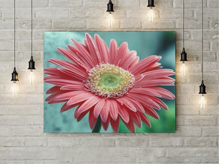 Tablou Canvas Gerbera - Img 3
