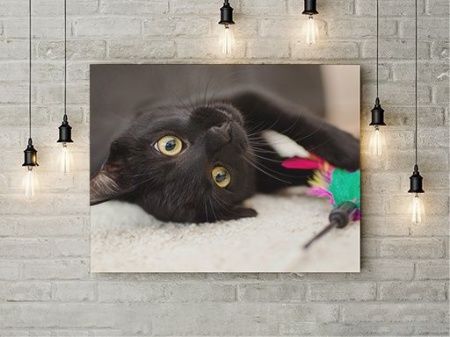 Tablou Canvas Cuteness - Img 3