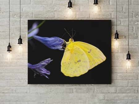 Tablou Canvas Fluture Galben - Img 3