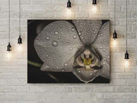 Tablou Canvas Orhidee Neagra - Img 2
