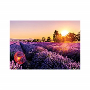 Foto tapet Lavender fields - Img 2