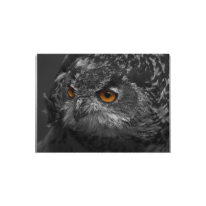 Tablou Canvas Black Owl - Img 2