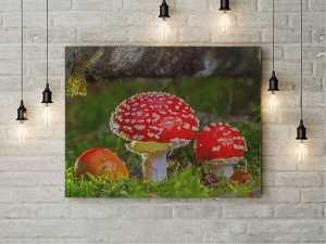 Tablou Canvas Ciuperci Rosii - Img 3