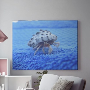 Tablou Canvas Crab