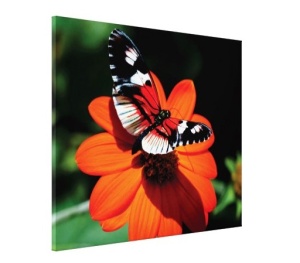 Tablou Canvas - Fluture Si Floare - Img 3