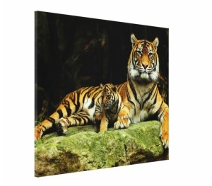 Tablou Canvas - Tigru 01 - Img 3