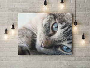 Tablou Canvas Blue Eyes