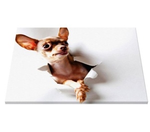 Tablou Canvas - Chihuahua curios - Img 5