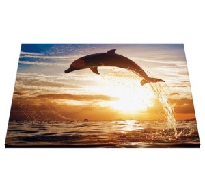 Tablou Canvas - Delfin In Apa - Img 5