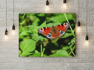 Tablou Canvas Fluture Pe Frunze - Img 3