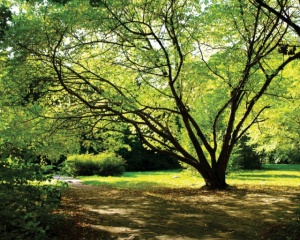 Tablou Canvas - Parc Natural 02