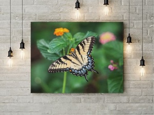 Tablou Canvas Pastel Butterfly - Img 2