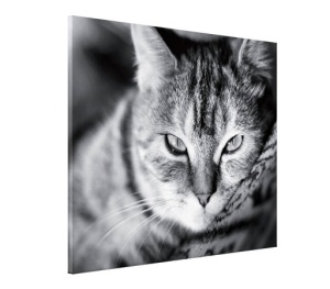 Tablou Canvas - Pisica - Img 3