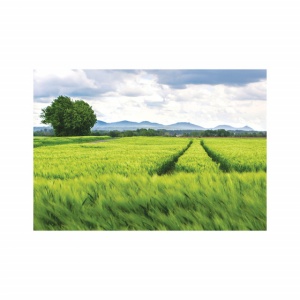 Foto tapet Fields in may - Img 2